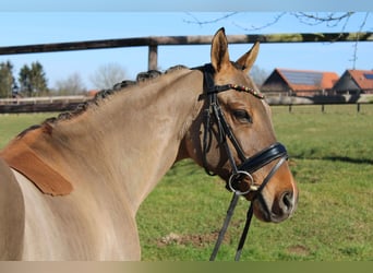 Poni alemán, Caballo castrado, 10 años, 147 cm, Bayo