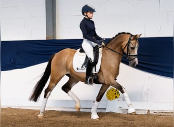 Poni alemán, Caballo castrado, 10 años, 147 cm, Bayo