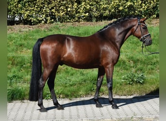 Poni alemán, Caballo castrado, 10 años, 147 cm, Castaño oscuro