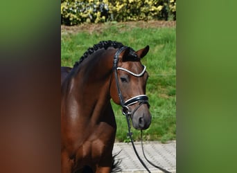 Poni alemán, Caballo castrado, 10 años, 147 cm, Castaño oscuro