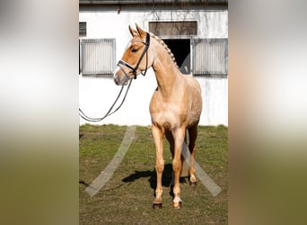 Poni alemán, Caballo castrado, 10 años, 147 cm, Palomino