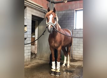 Poni alemán, Caballo castrado, 10 años, 148 cm, Alazán