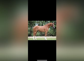 Poni alemán, Caballo castrado, 10 años, 148 cm, Alazán