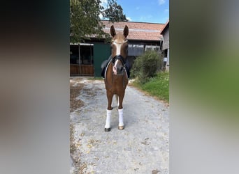 Poni alemán, Caballo castrado, 10 años, 148 cm, Alazán