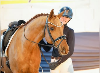 Poni alemán, Caballo castrado, 10 años, 148 cm, Alazán