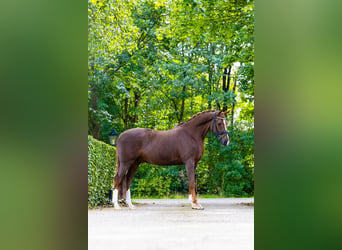 Poni alemán, Caballo castrado, 10 años, 148 cm, Alazán-tostado