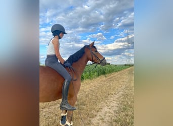 Poni alemán, Caballo castrado, 10 años, 148 cm, Castaño