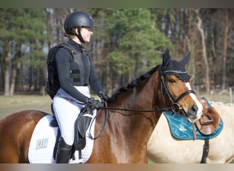 Poni alemán, Caballo castrado, 10 años, 148 cm, Castaño