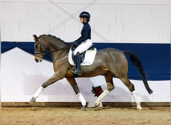 Poni alemán, Caballo castrado, 10 años, 148 cm, Castaño