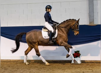 Poni alemán, Caballo castrado, 10 años, 148 cm, Castaño