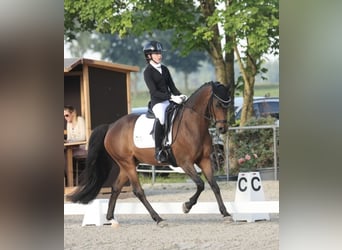 Poni alemán, Caballo castrado, 10 años, 148 cm, Castaño