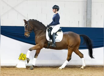 Poni alemán, Caballo castrado, 10 años, 148 cm, Castaño