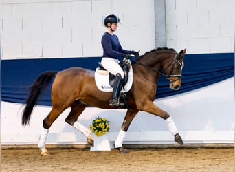 Poni alemán, Caballo castrado, 10 años, 148 cm, Castaño