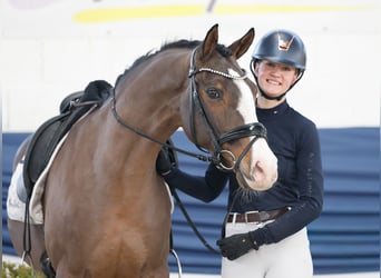 Poni alemán, Caballo castrado, 10 años, 148 cm, Castaño