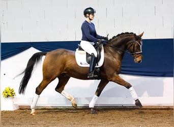 Poni alemán, Caballo castrado, 10 años, 148 cm, Castaño