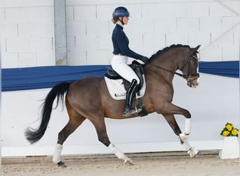 Poni alemán, Caballo castrado, 10 años, 148 cm, Castaño