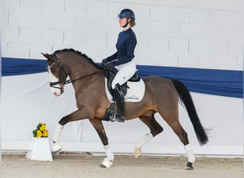 Poni alemán, Caballo castrado, 10 años, 148 cm, Castaño