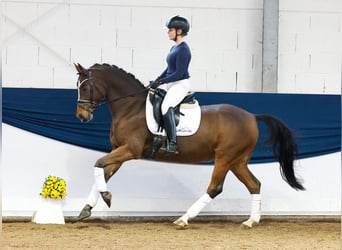 Poni alemán, Caballo castrado, 10 años, 148 cm, Castaño