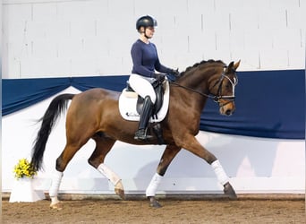 Poni alemán, Caballo castrado, 10 años, 148 cm, Castaño