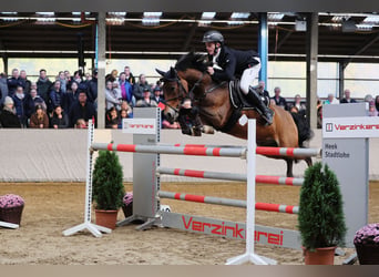 Poni alemán, Caballo castrado, 10 años, 148 cm, Castaño
