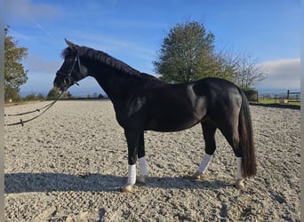 Poni alemán, Caballo castrado, 10 años, 148 cm, Castaño oscuro