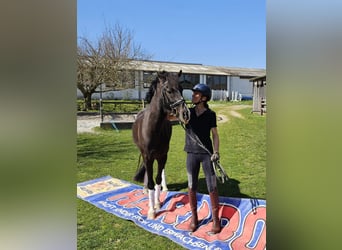 Poni alemán, Caballo castrado, 10 años, 148 cm, Castaño oscuro