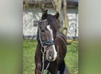 Poni alemán, Caballo castrado, 10 años, 148 cm, Castaño oscuro