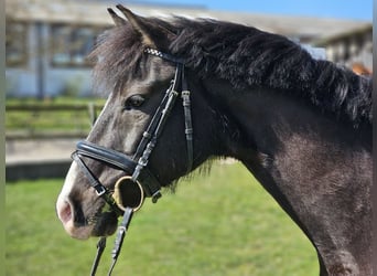 Poni alemán, Caballo castrado, 10 años, 148 cm, Castaño oscuro