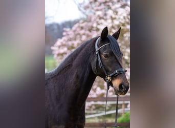 Poni alemán, Caballo castrado, 10 años, 148 cm, Castaño oscuro