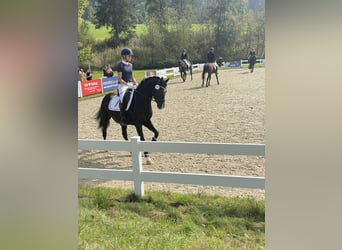 Poni alemán, Caballo castrado, 10 años, 148 cm, Negro