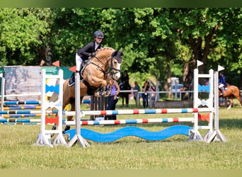 Poni alemán, Caballo castrado, 10 años, 148 cm, Palomino