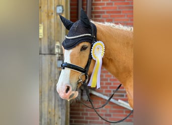 Poni alemán, Caballo castrado, 10 años, 148 cm, Palomino