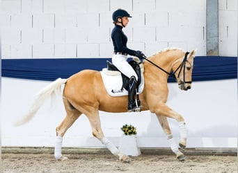 Poni alemán, Caballo castrado, 10 años, 148 cm, Palomino