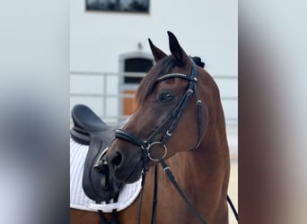 Poni alemán, Caballo castrado, 10 años, 149 cm, Castaño