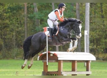 Poni alemán, Caballo castrado, 10 años, 149 cm, Morcillo