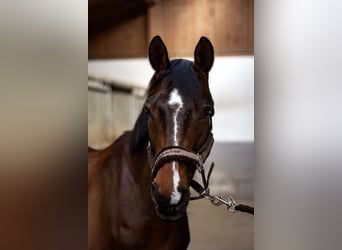 Poni alemán, Caballo castrado, 10 años, 152 cm, Castaño