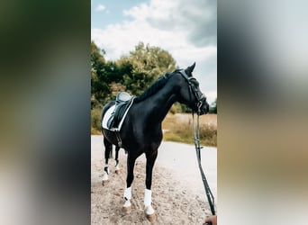 Poni alemán, Caballo castrado, 10 años, 152 cm, Negro