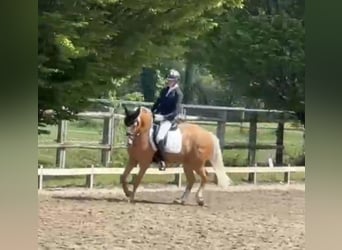 Poni alemán, Caballo castrado, 10 años, 155 cm, Palomino
