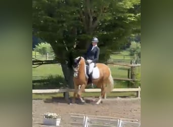 Poni alemán, Caballo castrado, 10 años, 155 cm, Palomino