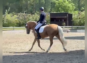 Poni alemán, Caballo castrado, 10 años, 155 cm, Palomino