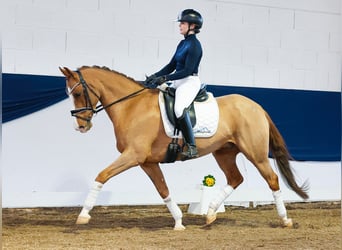 Poni alemán, Caballo castrado, 10 años, Alazán