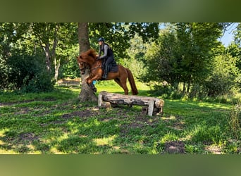 Poni alemán, Caballo castrado, 10 años, Alazán