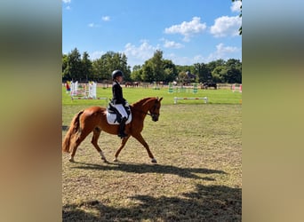 Poni alemán, Caballo castrado, 10 años, Alazán