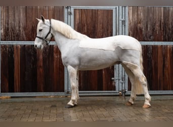 Poni alemán, Caballo castrado, 11 años, 137 cm