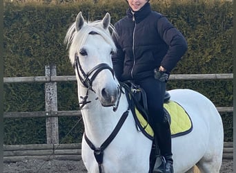 Poni alemán, Caballo castrado, 11 años, 137 cm