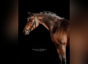 Poni alemán, Caballo castrado, 11 años, 140 cm, Castaño oscuro