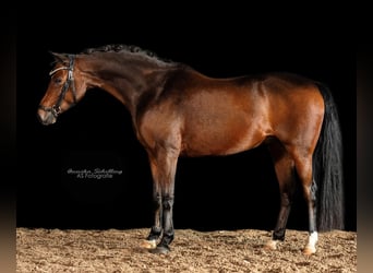 Poni alemán, Caballo castrado, 11 años, 140 cm, Castaño oscuro