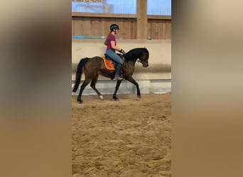 Poni alemán, Caballo castrado, 11 años, 141 cm, Castaño oscuro