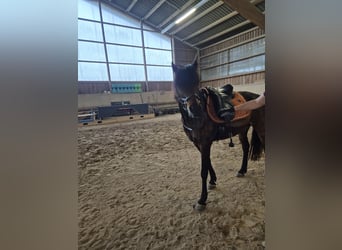 Poni alemán, Caballo castrado, 11 años, 141 cm, Castaño oscuro