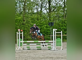 Poni alemán, Caballo castrado, 11 años, 141 cm, Castaño oscuro